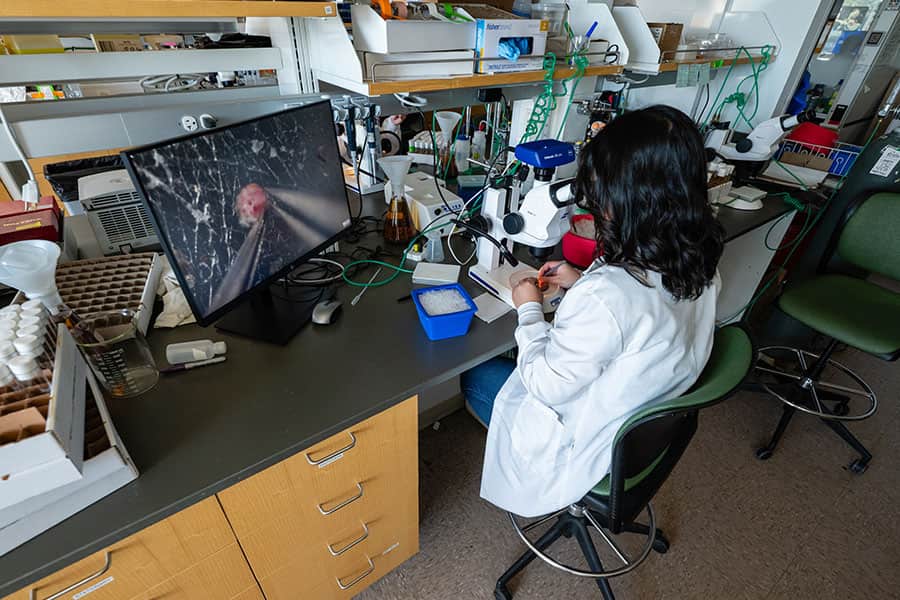 A woman uses a microscope to prepare fruit fly eyes for research in Jens Rister's lab.