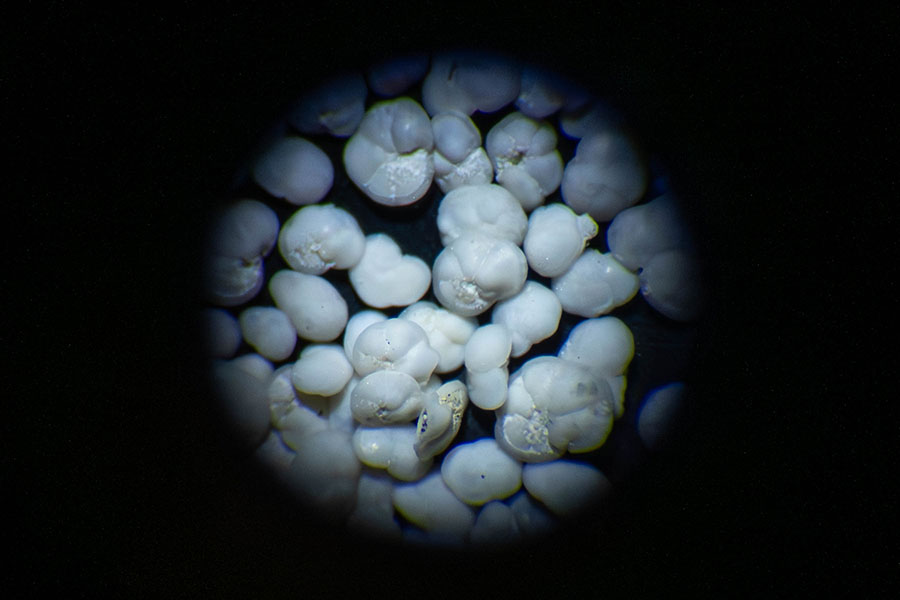 Tiny fossil shells, seen through a microscope. They look somewhat like popcorn.