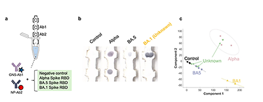 Paper test that can detect a variant of SARS-CoV-2 that it has not encountered before using antibodies only for the alpha variant