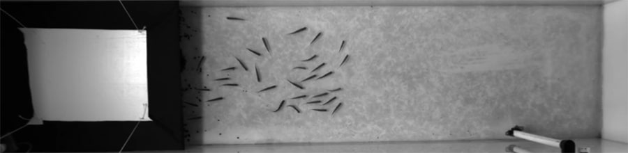 golden shiner fish exploration. Photo credit: Fritz Francisco and Shoubhik Banerjee