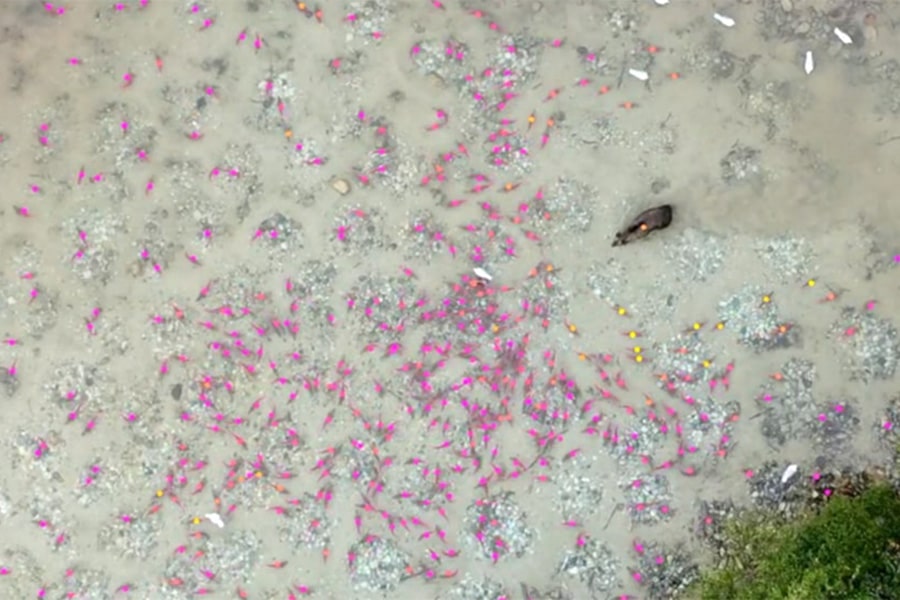 A brown bear preparing to hunt a group of sockeye salmon at field site in Pedro Bay. Photo credit: Albert Kao and Ben Koger
